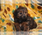 Small #1 YorkiePoo