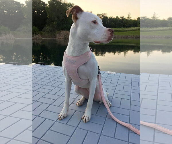 Medium Photo #18 American Pit Bull Terrier-Unknown Mix Puppy For Sale in Germantown, OH, USA