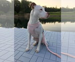 Small #17 American Pit Bull Terrier Mix