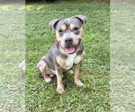 Small American Pit Bull Terrier Mix