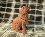 Puppy Penn Poodle (Miniature)