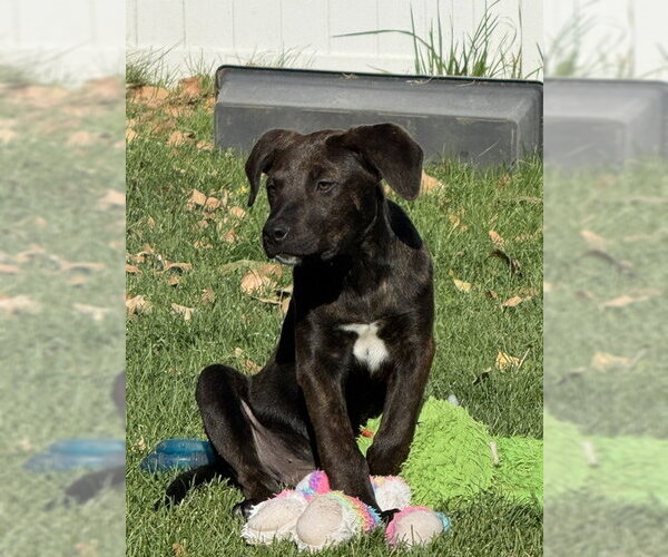 Medium Photo #1 Boxer-Unknown Mix Puppy For Sale in MIDWAY, UT, USA
