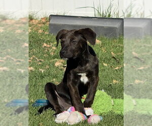 Boxer-Unknown Mix Dogs for adoption in MIDWAY, UT, USA