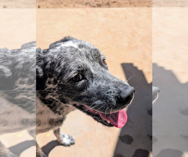 Medium Photo #2 Mutt Puppy For Sale in Pena Blanca, NM, USA