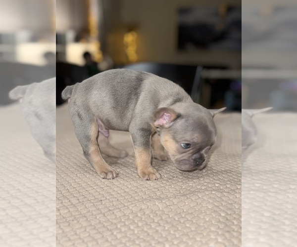 Medium Photo #11 French Bulldog Puppy For Sale in HILTON, NY, USA