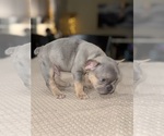 Small Photo #11 French Bulldog Puppy For Sale in HILTON, NY, USA