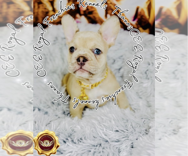 Medium Photo #1 French Bulldog Puppy For Sale in ATHENS, GA, USA