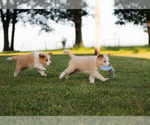 Small #22 Border Collie