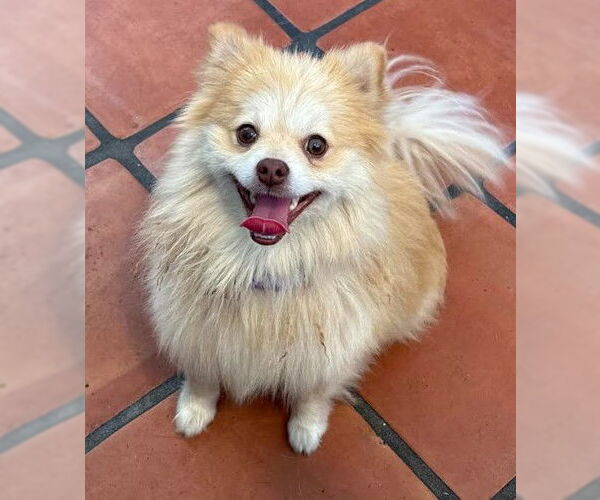 Medium Photo #5 Pomeranian Puppy For Sale in San Diego, CA, USA
