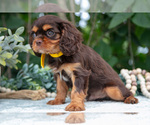 Small Photo #26 Cavalier King Charles Spaniel Puppy For Sale in SALEM, IN, USA