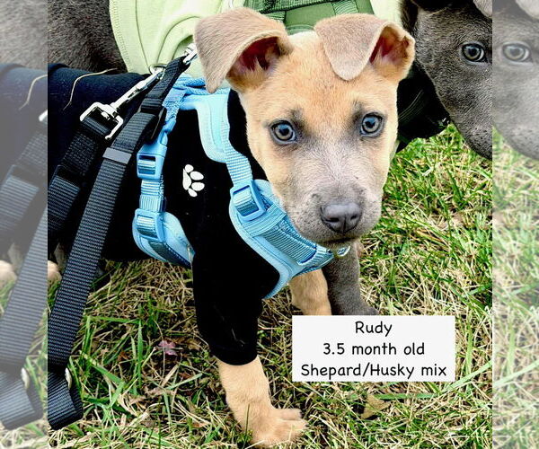 Medium Photo #1 Mutt Puppy For Sale in GILBERTS, IL, USA