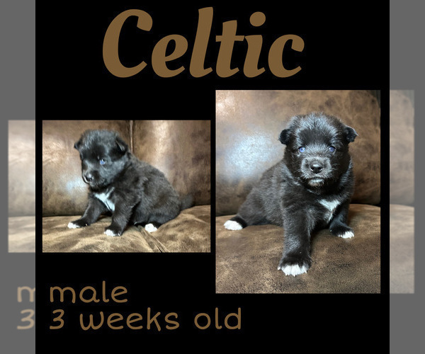 Medium Photo #5 Pomsky Puppy For Sale in DE SOTO, KS, USA