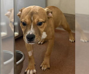 American Pit Bull Terrier-Unknown Mix Dogs for adoption in Aurora, IL, USA