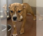 *PATRIOT - Male American Pit Bull Terrier-Unknown Mix Dog for Adoption - Small photo