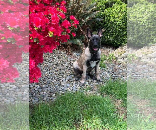 Medium Photo #15 German Shepherd Dog Puppy For Sale in Seattle, WA, USA