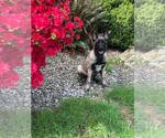 Small #14 German Shepherd Dog