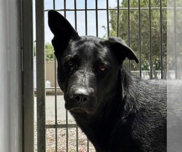 Medium Photo #2 Mutt Puppy For Sale in Camarillo, CA, USA