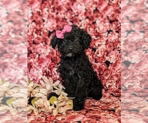 Goldendoodle (Miniature) Puppy for Sale in KIRKWOOD, Pennsylvania USA