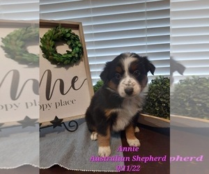 Miniature Australian Shepherd Puppy for Sale in SHIPSHEWANA, Indiana USA