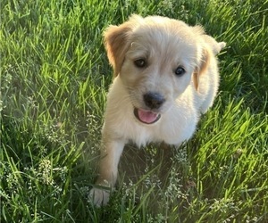 Medium Golden Retriever