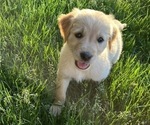 Puppy Polar Bear Golden Retriever