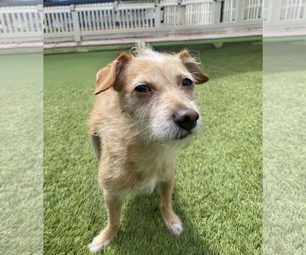 Medium Photo #3 Mutt Puppy For Sale in La Verne, CA, USA