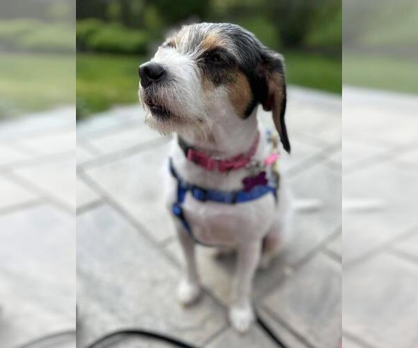 Medium Photo #1 Mutt Puppy For Sale in Mundelein, IL, USA
