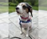Small Mutt
