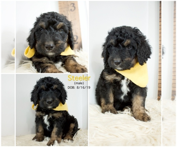 Medium Photo #10 Bernedoodle Puppy For Sale in FLOYD, IA, USA