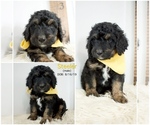Small Photo #10 Bernedoodle Puppy For Sale in FLOYD, IA, USA