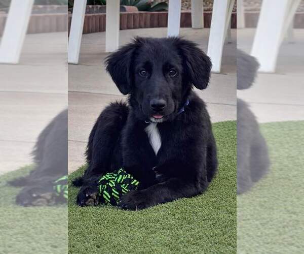 Medium Photo #1 Golden Retriever-Unknown Mix Puppy For Sale in Cave Creek, AZ, USA