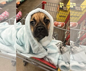 Twix - Female Pug-Unknown Mix Dog for Adoption - Photo #2
