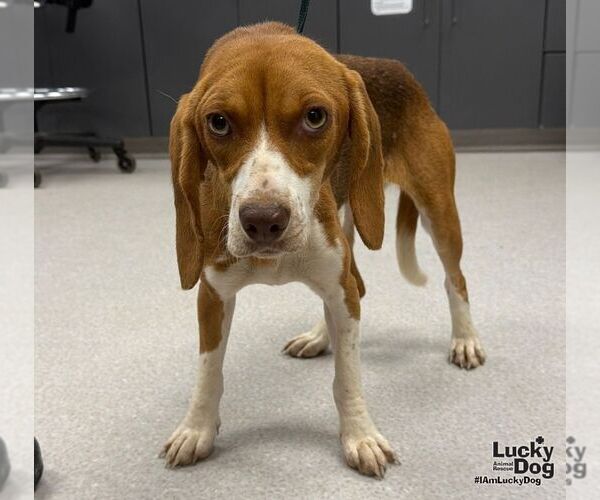 Medium Photo #1 Beagle-Unknown Mix Puppy For Sale in Washington, DC, USA