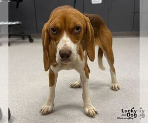 Beagle-Unknown Mix Dogs for adoption in Washington, DC, USA