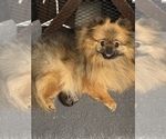 Small #4 Pomeranian
