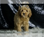 Small #2 Goldendoodle (Miniature)