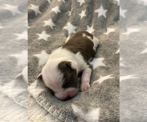 Medium Photo #2 American Pit Bull Terrier-Unknown Mix Puppy For Sale in Calgary, Alberta, Canada
