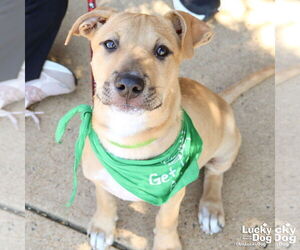 Mutt Dogs for adoption in Washington, DC, USA