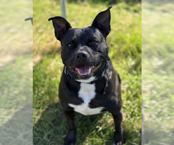 Medium Photo #12 American Staffordshire Terrier-Unknown Mix Puppy For Sale in Bemidji, MN, USA