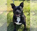 Small #11 American Staffordshire Terrier Mix