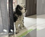 Small Cocker Spaniel