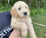 Small Photo #4 Goldendoodle Puppy For Sale in WESTMINSTER, SC, USA