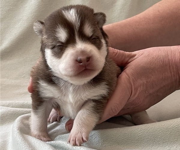Medium Photo #1 Pomsky Puppy For Sale in EAST HADDONFIELD, NJ, USA