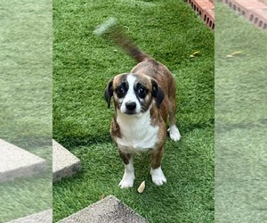 Nicholas - Male Jack Chi Dog for Adoption - Photo #2