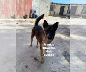 Mutt Dogs for adoption in Crystal, MN, USA