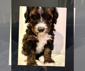 Bernedoodle Puppy for sale in CROSS LAKE, MN, USA