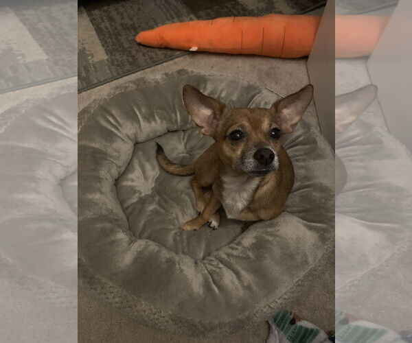 Medium Photo #5 Chihuahua-Unknown Mix Puppy For Sale in Holly Springs, NC, USA