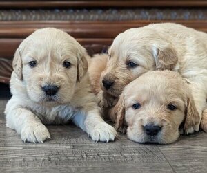 Golden Retriever Puppy for Sale in SACRAMENTO, California USA