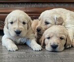 Small Photo #1 Golden Retriever Puppy For Sale in SACRAMENTO, CA, USA