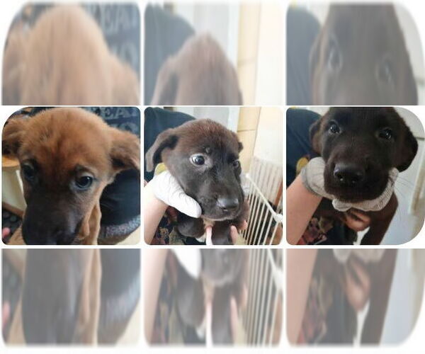 Medium Photo #2 Shepradors Puppy For Sale in Minneapolis, MN, USA